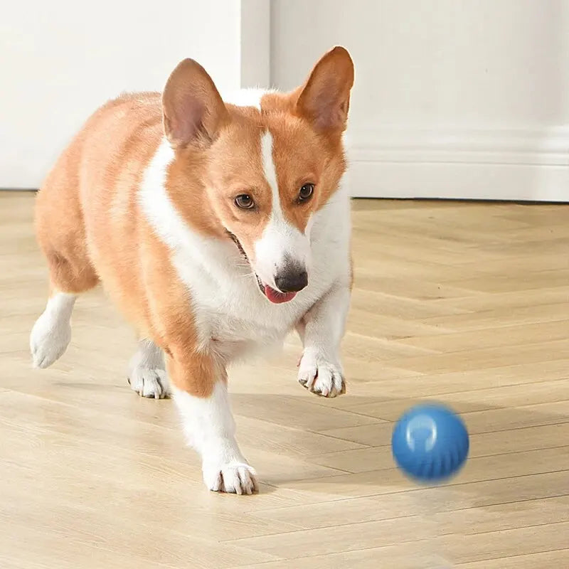 Pelota para perros y gatos